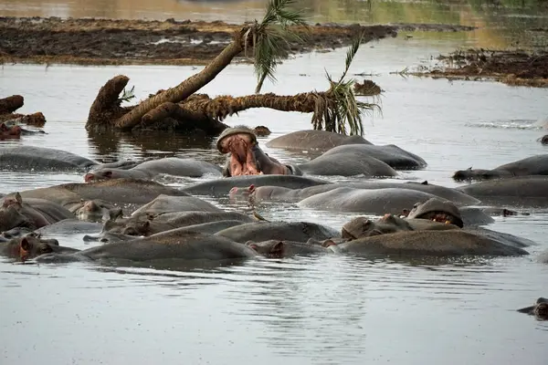 Bir grup hipopotam Tanzanya 'daki Serengeti' de bir gölette