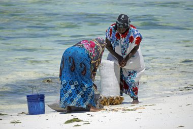 Jambiani, Zanzibar - Ekim 2024: Sular çekildiği sırada deniz yosunu toplayan kadın