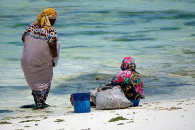 Jambiani, Zanzibar - Ekim 2024: Sular çekildiği sırada deniz yosunu toplayan kadın