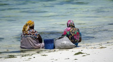 Jambiani, Zanzibar -October 2024: Woman harvesting seaweed near the coast during low tide clipart