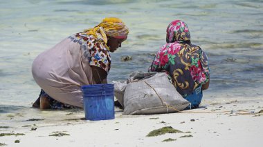 Jambiani, Zanzibar - Ekim 2024: Sular çekildiği sırada deniz yosunu toplayan kadın