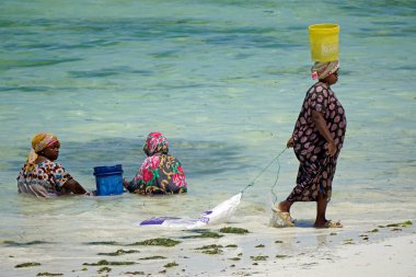 Jambiani, Zanzibar - Ekim 2024: Sular çekildiği sırada deniz yosunu toplayan kadın