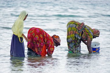 Nungwi, Zanzibar - Ekim 2024: Sular çekildiğinde okyanustan deniz ürünleri toplayan kadın