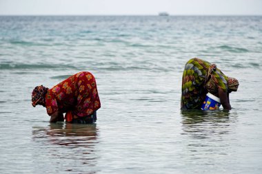 Nungwi, Zanzibar - Ekim 2024: Sular çekildiğinde okyanustan deniz ürünleri toplayan kadın