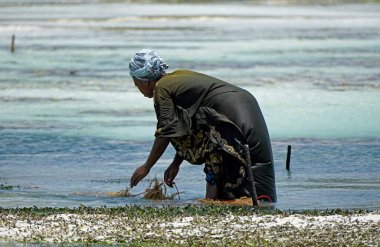 Jambiani, Zanzibar - Ekim 2024: Sular çekildiği sırada deniz yosunu toplayan kadın