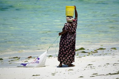 Jambiani, Zanzibar - Ekim 2024: Sular çekildiği sırada deniz yosunu toplayan kadın