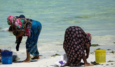 Jambiani, Zanzibar - Ekim 2024: Sular çekildiği sırada deniz yosunu toplayan kadın