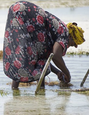 Jambiani, Zanzibar - Ekim 2024: Sular çekildiği sırada deniz yosunu toplayan kadın