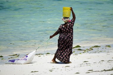 Jambiani, Zanzibar - Ekim 2024: Sular çekildiği sırada deniz yosunu toplayan kadın