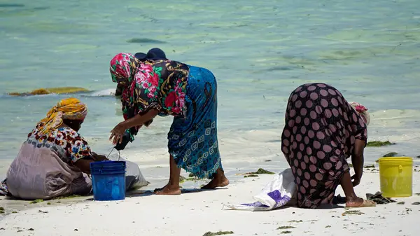 Jambiani, Zanzibar - Ekim 2024: Sular çekildiği sırada deniz yosunu toplayan kadın