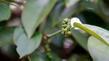 Zanzibar 'daki biber fabrikası Baharat Adası