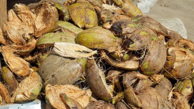 Zanzibar adasında olgun egzotik hindistan cevizi