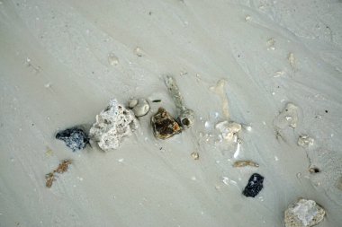 Zanzibar adasında deniz kabukları