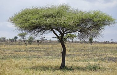 Tanzanya 'daki Serengeti manzarası