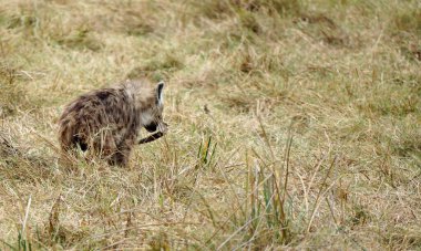 Tazania 'daki Serengeti Parkı' ndaki sırtlan.