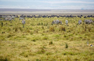 Serengeti ovasında zebra ve vahşi hayvan sürüsü