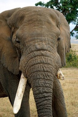 wild living elephant in the serengeti park in tanzania clipart