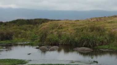 Serengeti, Tanzanya 'da su aygırları göleti