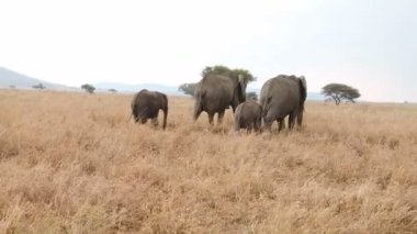 Tanzanya 'daki Serengeti Ulusal Parkı' nda fil otluyor.