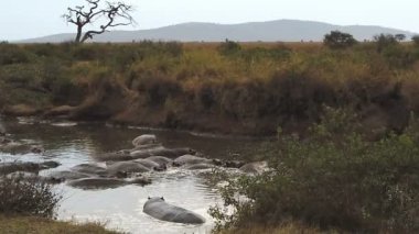 Serengeti, Tanzanya 'da su aygırları göleti