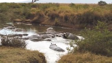 Serengeti, Tanzanya 'da su aygırları göleti