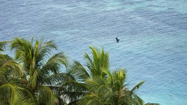 Maldivler 'de güneşli tropik bir sahil cenneti manzarası.