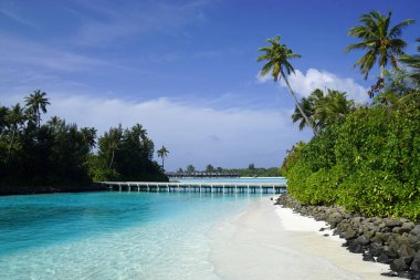 Maldivler üzerindeki egzotik tropik cennet adası