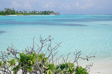 Maldivler üzerindeki egzotik tropik cennet adası