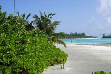 Maldivler üzerindeki egzotik tropik cennet adası