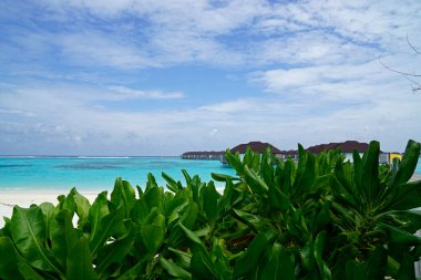 Maldivler üzerindeki egzotik tropik cennet adası