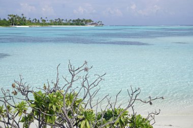 Maldivler üzerindeki egzotik tropik cennet adası
