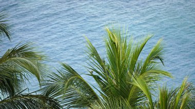 Maldivler 'de güneşli tropik bir sahil cenneti manzarası.