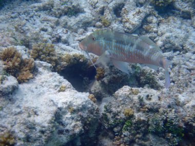 Renkli egzotik balıklarla dalış yapan maldivler.
