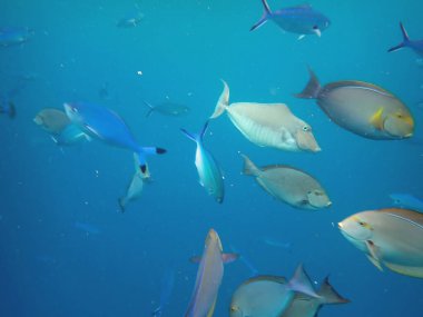 Renkli egzotik balıklarla dalış yapan maldivler.