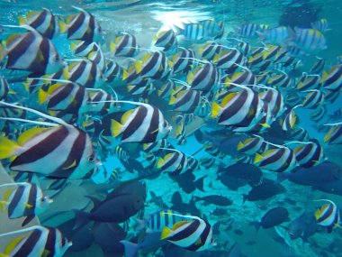 Renkli egzotik balıklarla dalış yapan maldivler.