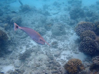 Renkli egzotik balıklarla dalış yapan maldivler.