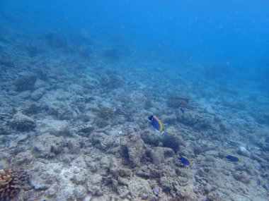 Renkli egzotik balıklarla dalış yapan maldivler.