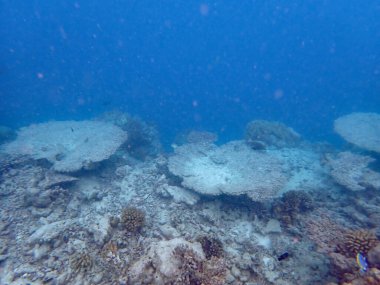 Renkli egzotik balıklarla dalış yapan maldivler.
