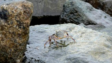 Maldivlerdeki kayanın üzerinde kocaman bir yengeç.