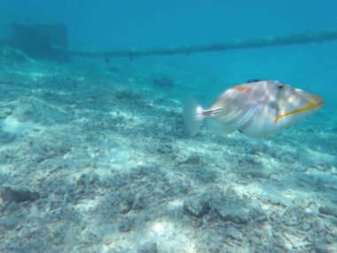 Renkli egzotik balıklarla dalış yapan maldivler.