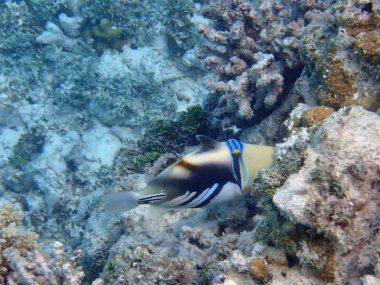 Renkli egzotik balıklarla dalış yapan maldivler.