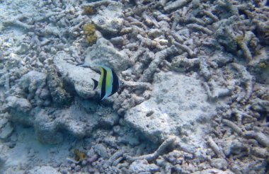 Renkli egzotik balıklarla dalış yapan maldivler.
