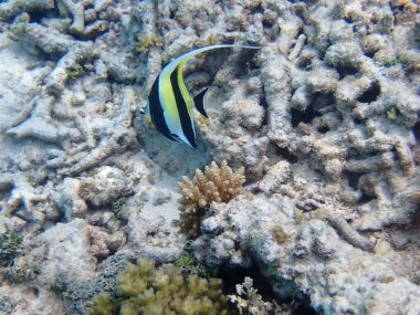 Renkli egzotik balıklarla dalış yapan maldivler.