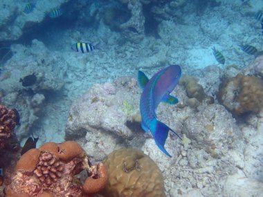 Renkli egzotik balıklarla dalış yapan maldivler.