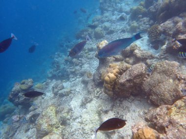 Renkli egzotik balıklarla dalış yapan maldivler.