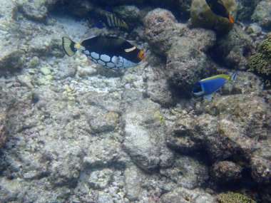 Renkli egzotik balıklarla dalış yapan maldivler.