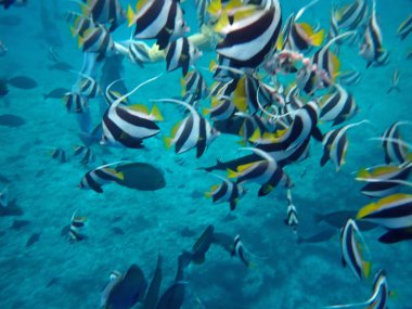 Renkli egzotik balıklarla dalış yapan maldivler.