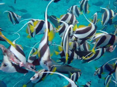 Renkli egzotik balıklarla dalış yapan maldivler.