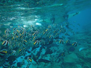 Renkli egzotik balıklarla dalış yapan maldivler.