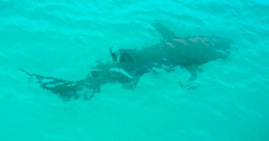 Maldivlerde okyanus yüzeyinde köpekbalığı